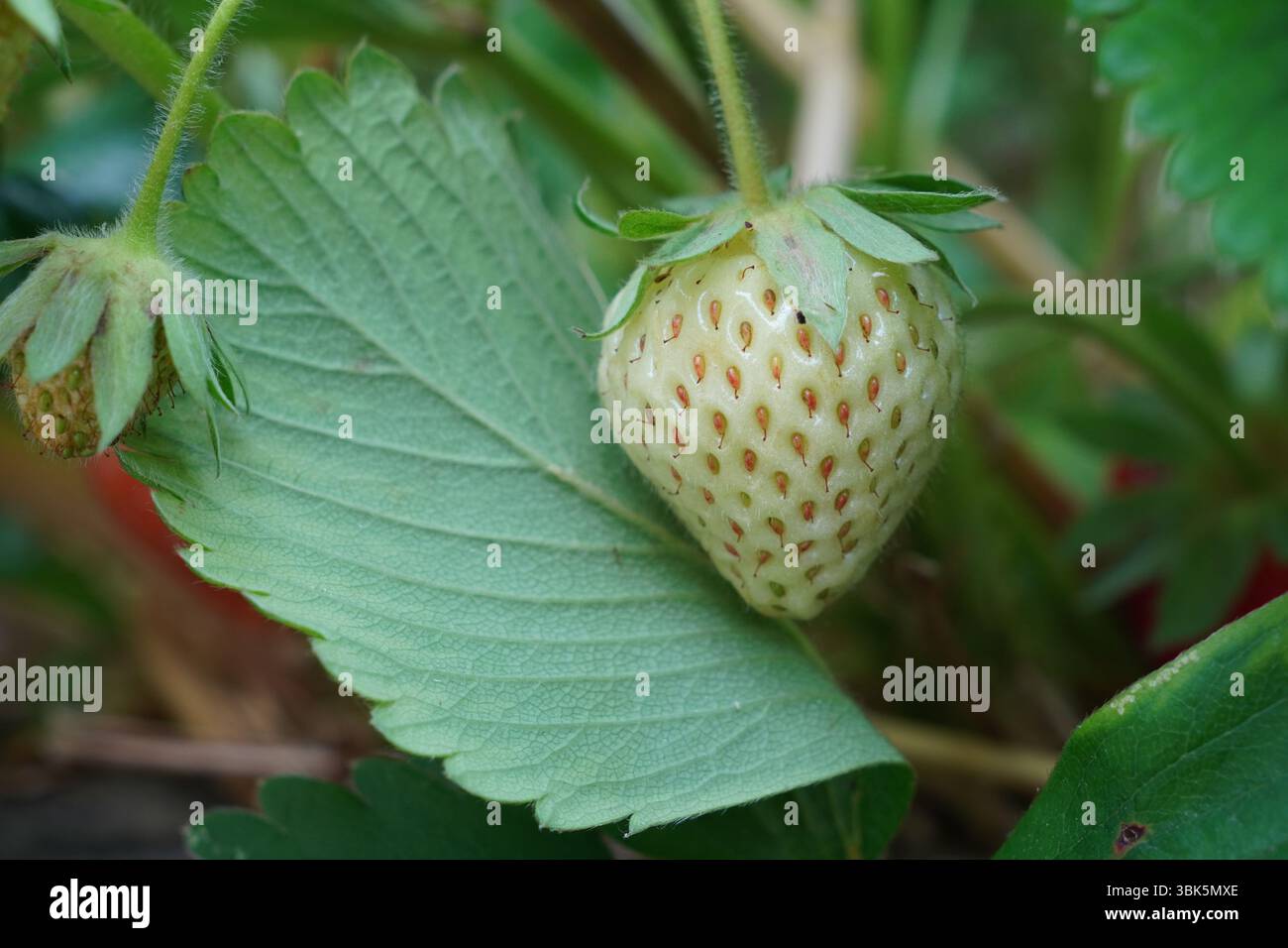 une fraise verte non mûre poussant dans le jardin. récolte de fruits d'été Banque D'Images
