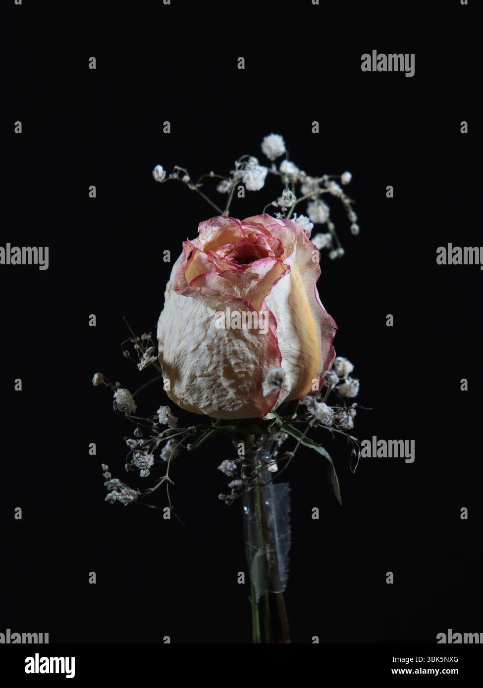 Belle rose blanche séchée. Banque D'Images