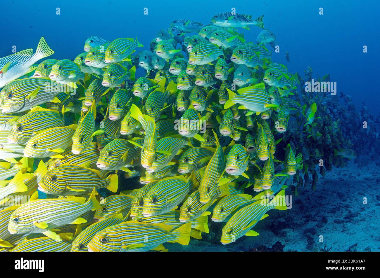 Sweetlips Plectorhinchus polytaenia ruban, Raja Ampat, Indonésie. Banque D'Images