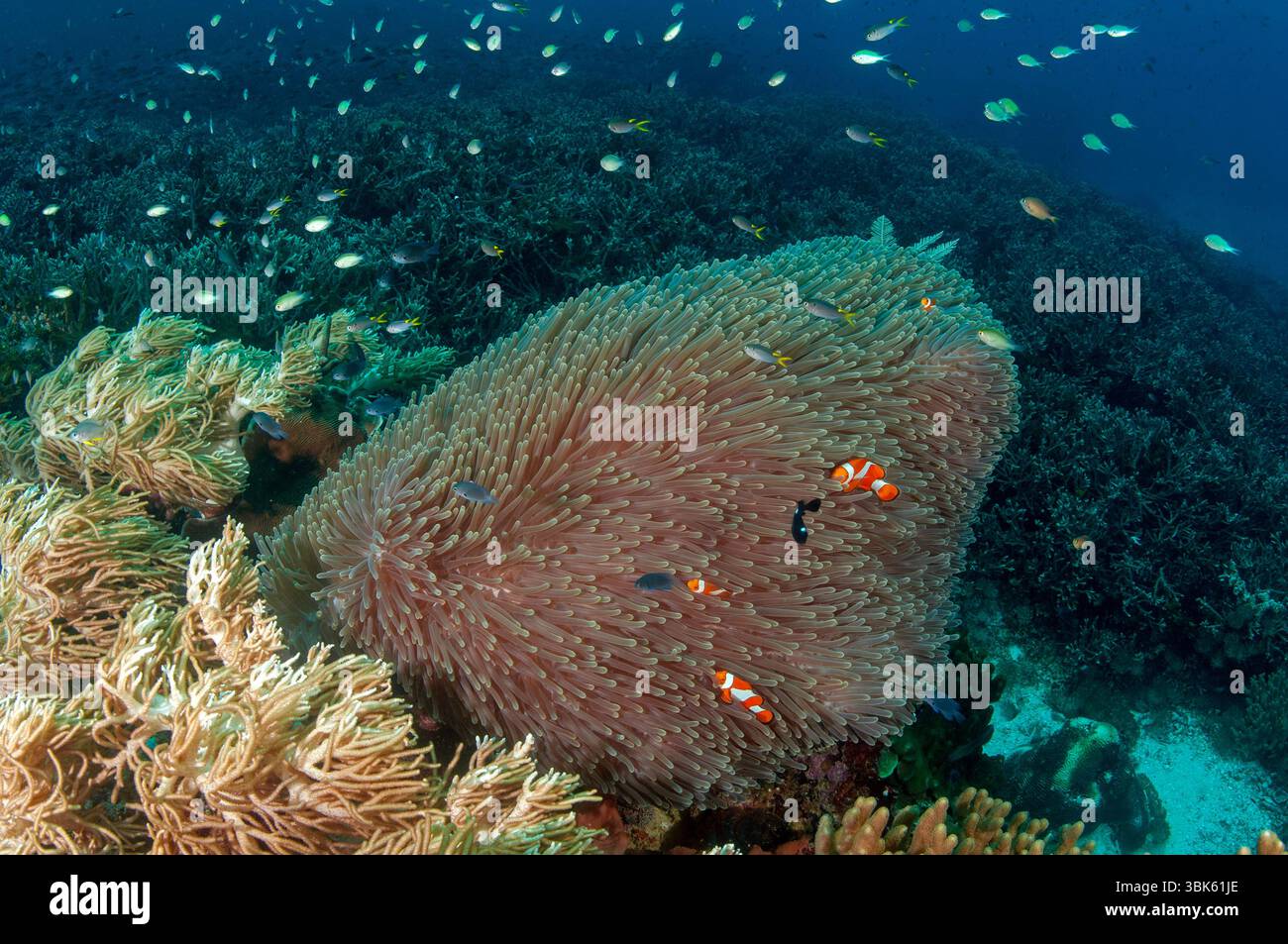 Faux anémonefish de clown, Amphiprion ocellaris, dans une magnifice anémone de mer, Heteractis magnifica, Raja Ampat Indonesia Banque D'Images