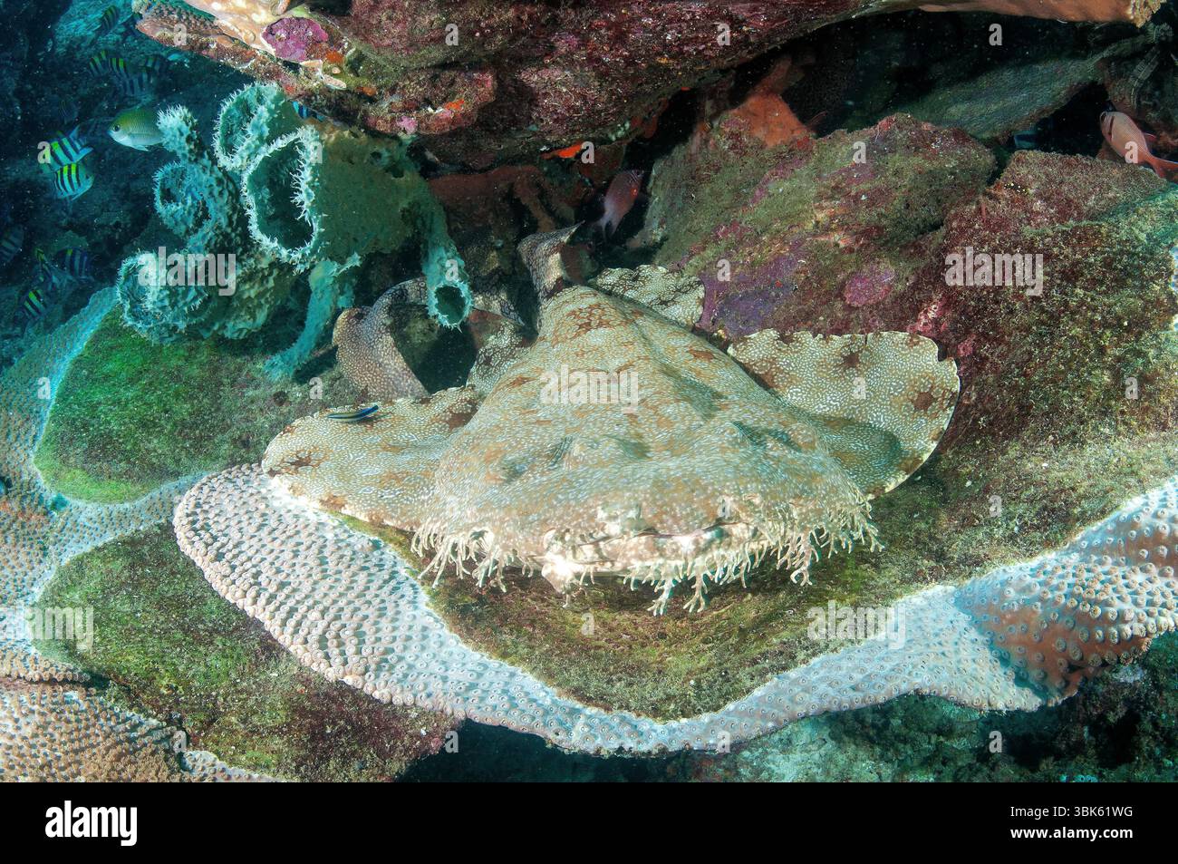 Tassled wobbegong, Eucrossorhinus dasypogon, Raja Ampat West Papua Indonesia Banque D'Images