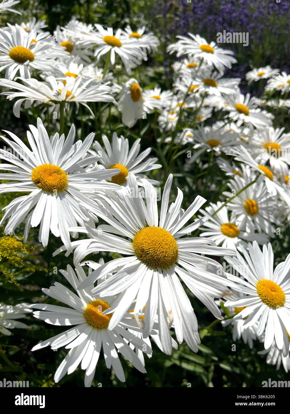 Leucanthemum maximum en pleine floraison estivale, Marguerite géante, max chrysanthème, Marguerite de type Shasta Banque D'Images