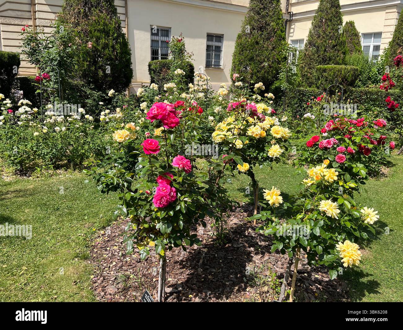 Fleurs de roses dans le jardin botanique de Sofia, Bulgarie, expositions florales organisées dans l'arrière-cour, arbustes roses Banque D'Images