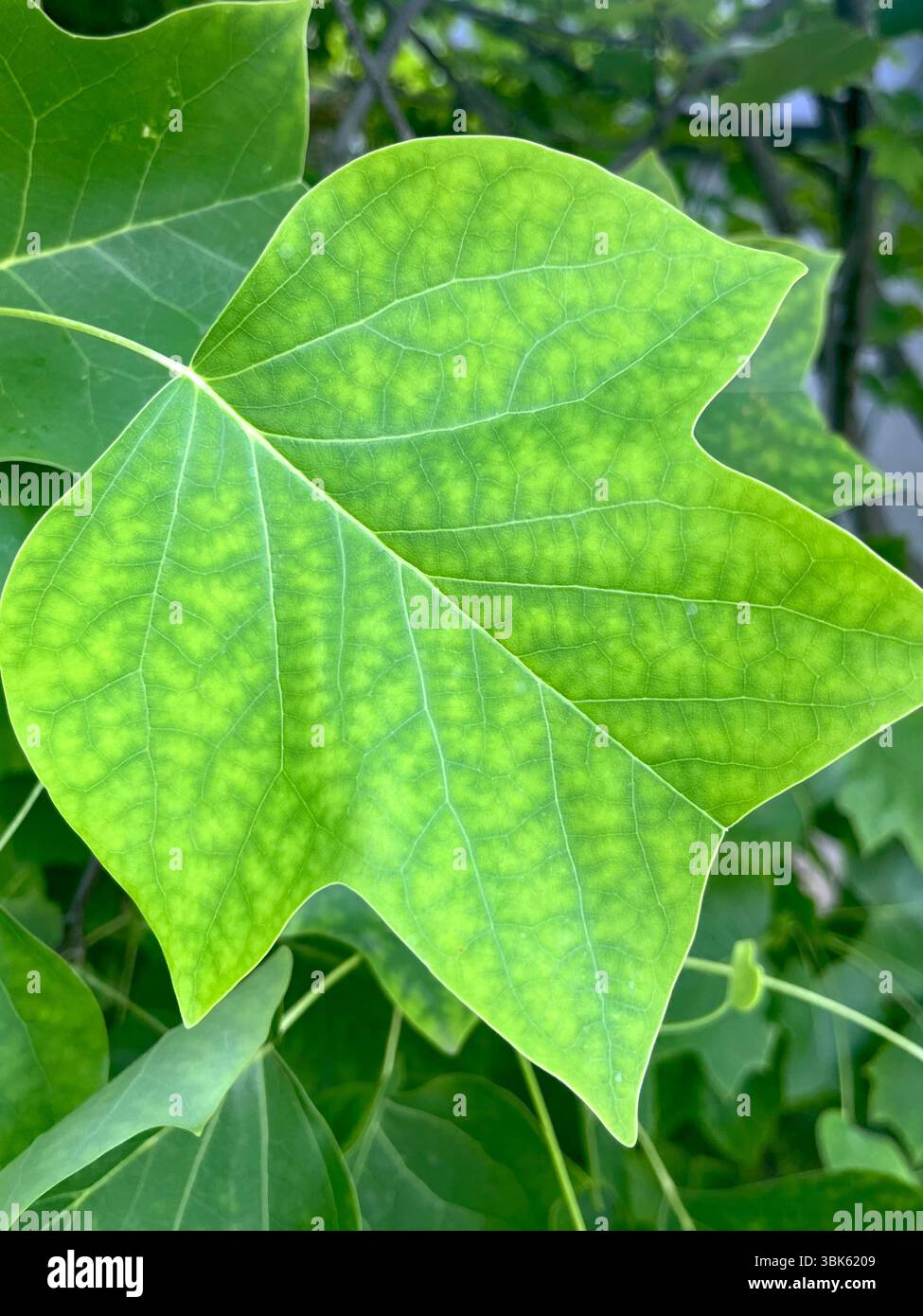 Gros plan d'une feuille distinctive de Liriodendron tulipifera, communément appelé peuplier tulipe ou peuplier jaune. - Image de stock capturée avec un smartphone