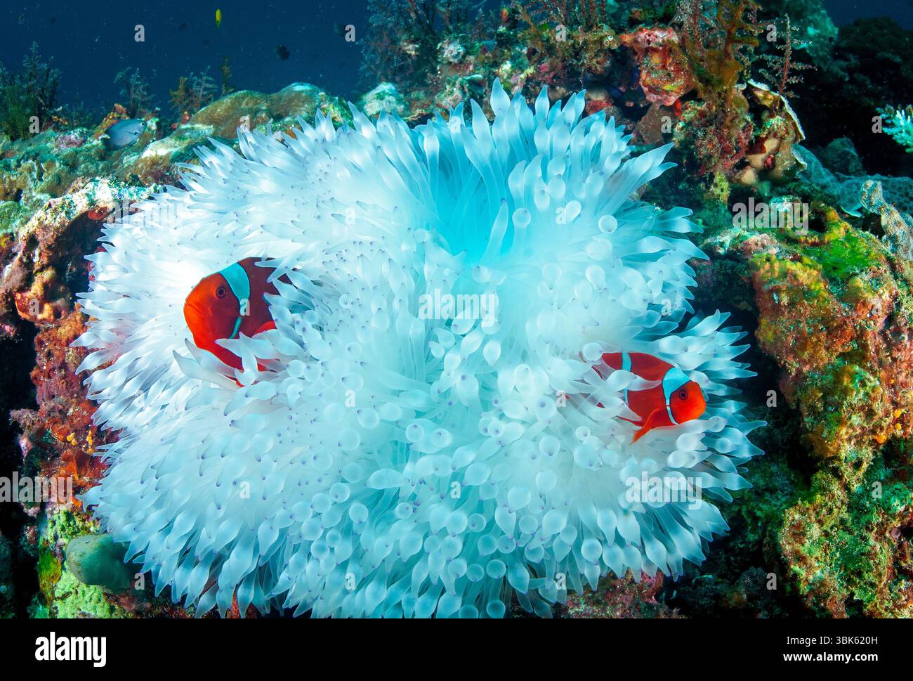 Le corégone de Spinecheek, Premnas biaculeatus, dans un bulbe tentacule anemone, Entacmaea quadricolor, Raja Ampat Indonésie Banque D'Images