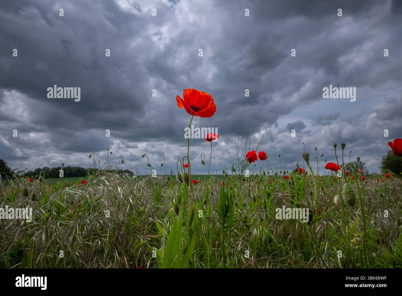Coquelicots dans un Suffolk, Royaume-Uni, champ avec un ciel dramatique et sombre. Banque D'Images