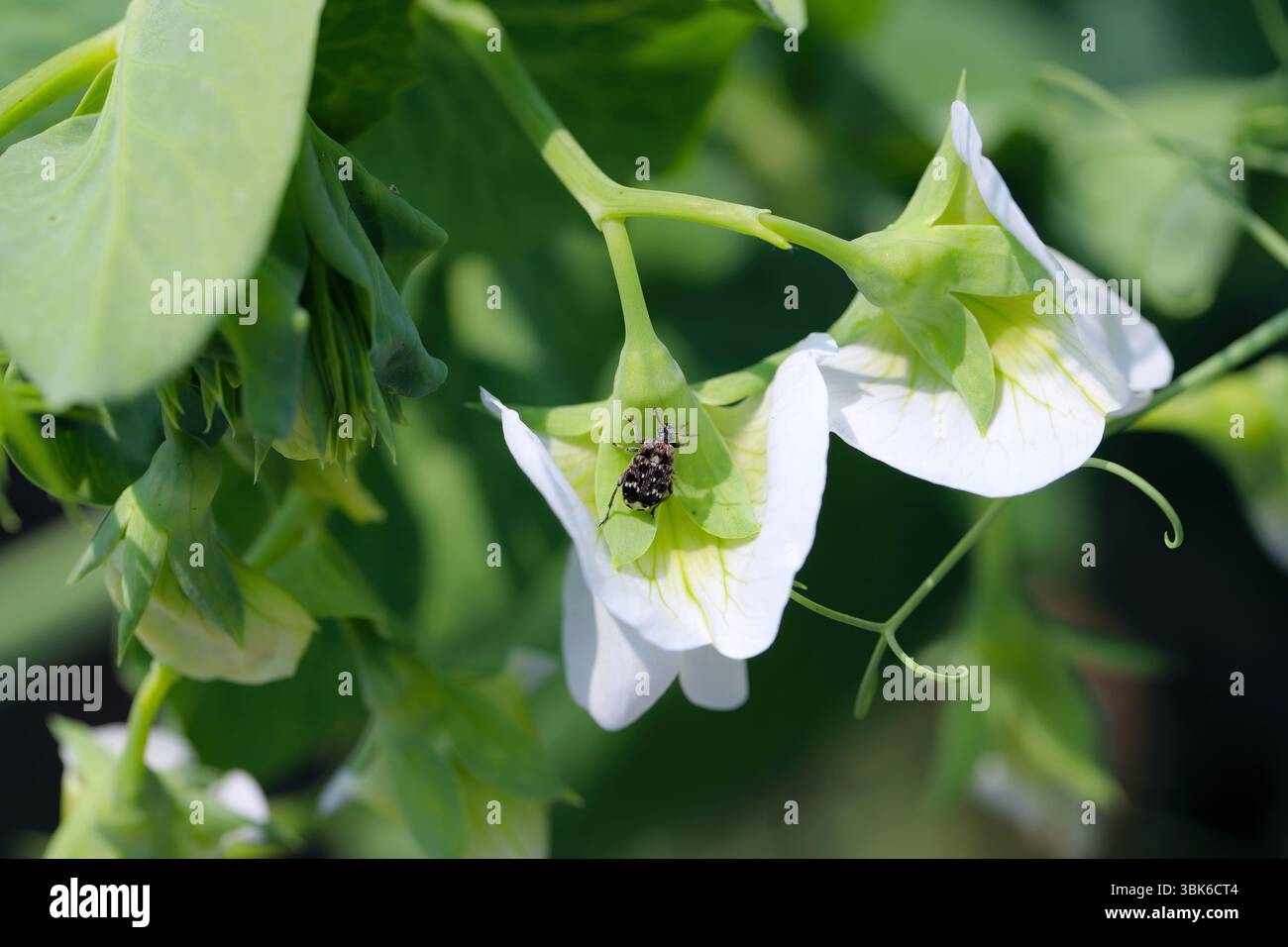 Le ravageur le plus important des cultures de pois, un coléoptère femelle qui pond des œufs sur les fleurs. Pea Wevil (Bruchus pisorum). Banque D'Images
