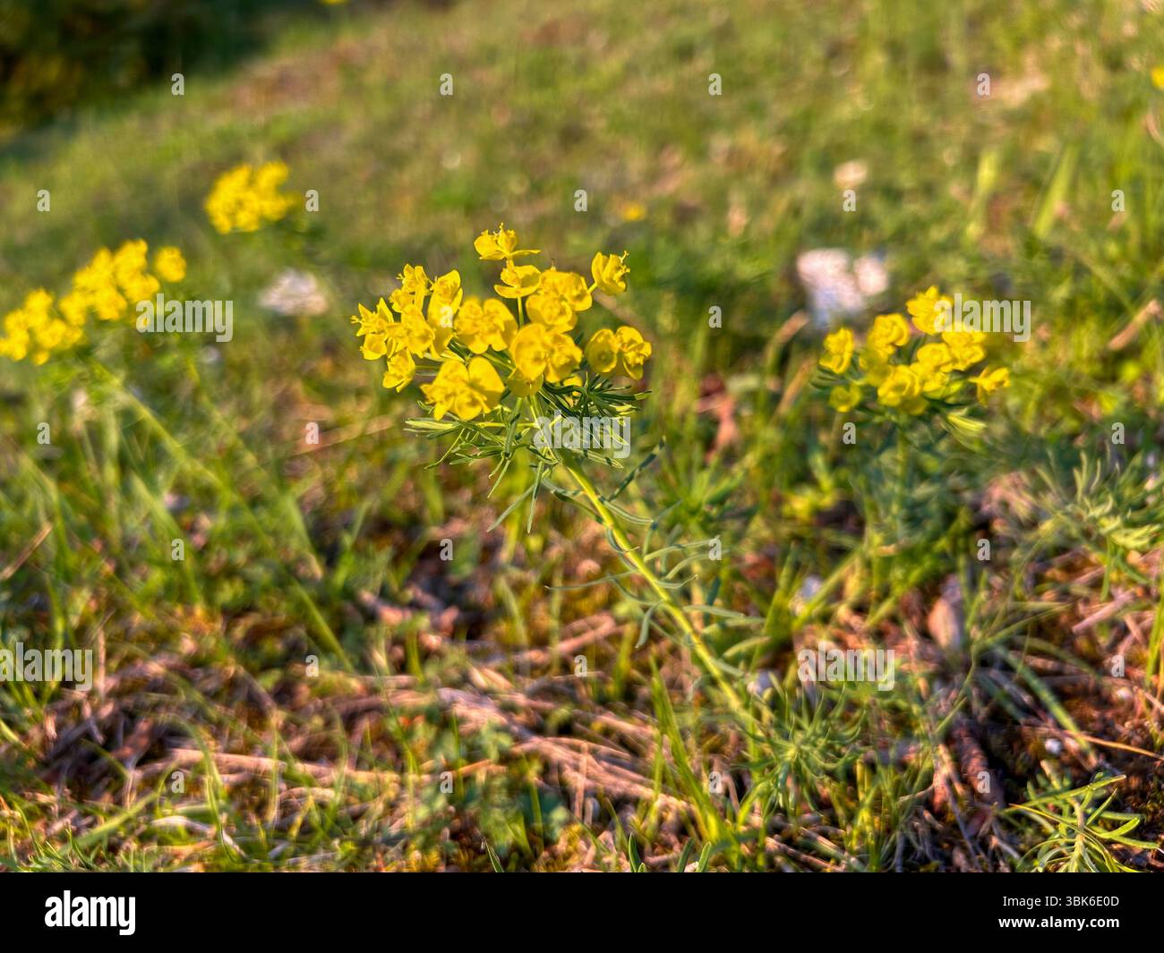 Un gros plan vibrant de petites fleurs sauvages jaunes fleurissant dans un pré ensoleillé, capturant l'essence du printemps et de la beauté naturelle dans un flou doux. - Image de stock capturée avec un smartphone