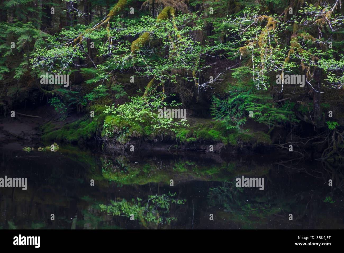La rivière Yakoun serpente à travers la vieille forêt pluviale tempérée sur l'île Haida Gwaiii - Colombie-Britannique, Canada Banque D'Images