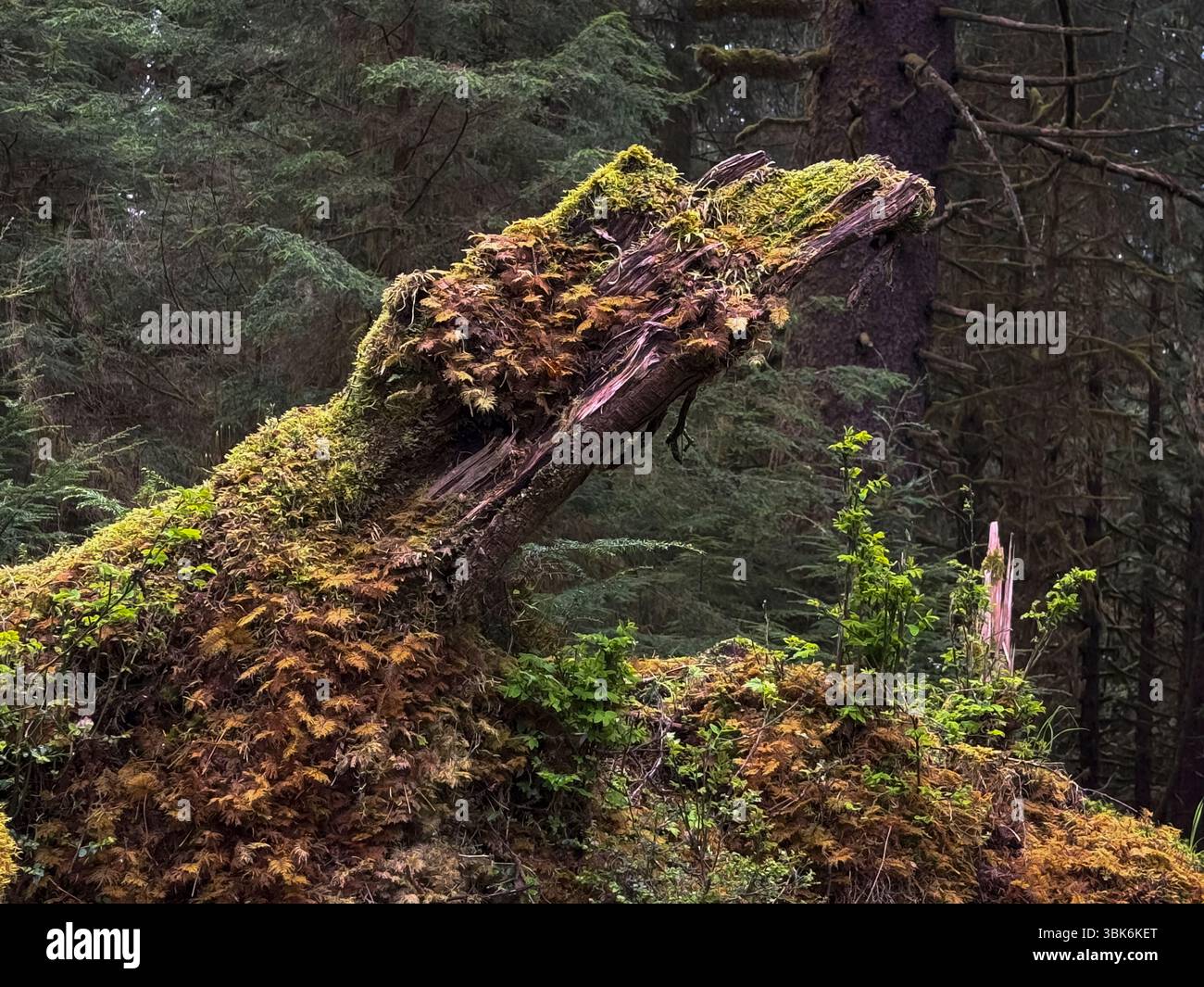 La forêt pluviale tempérée de l'île Haida Gwaiii abrite un écosystème diversifié de plantes indigènes - Colombie-Britannique, Canada Banque D'Images