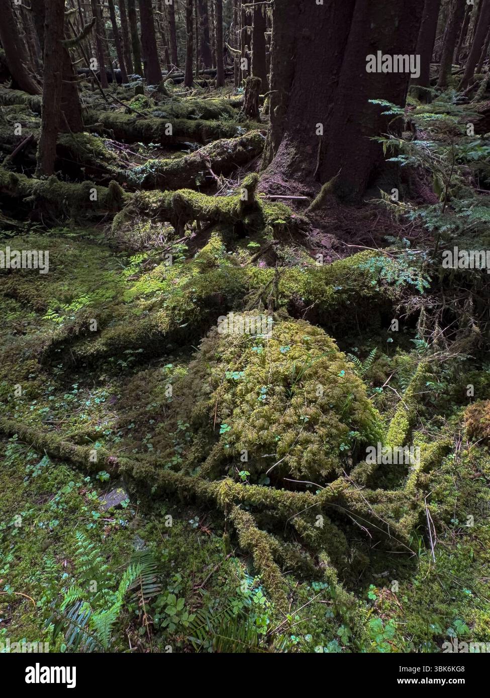 La forêt pluviale tempérée de l'île Haida Gwaiii abrite un écosystème diversifié de mousses et de plantes indigènes - Colombie-Britannique, Canada Banque D'Images