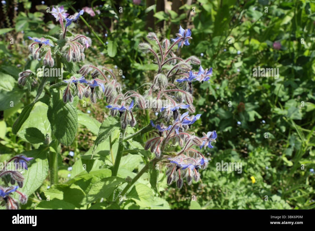 Plante de bourrache commune dans la floraison, Sky Blue fleurs sauvages dans le jardin, herbe culinaire, Borago officianlis Banque D'Images