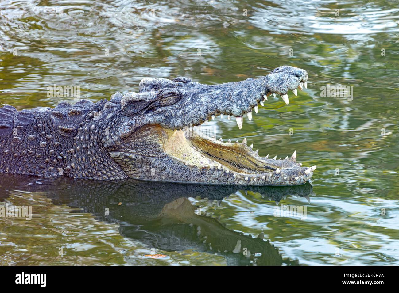 Crocodile à bouche ouverte dans l'eau Banque D'Images