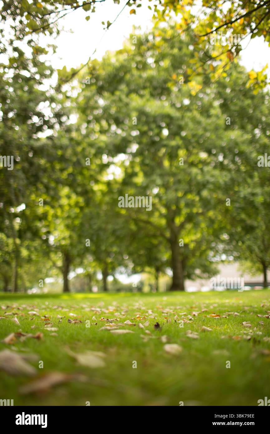 L'herbe verte est montrée dans le parc de conception plate, avec des feuilles mortes, des arbres à feuilles caduques et du bâtiment Banque D'Images
