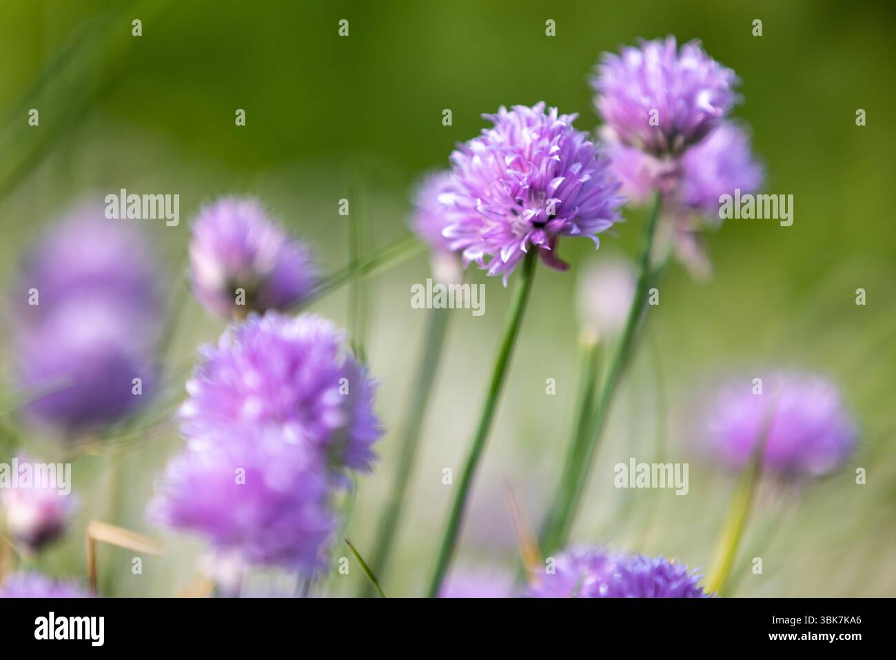 De belles fleurs d'Allium violettes se tiennent gracieusement sur des tiges vertes, mises en évidence sur un fond légèrement flou. Représentation parfaite de l'être naturel Banque D'Images