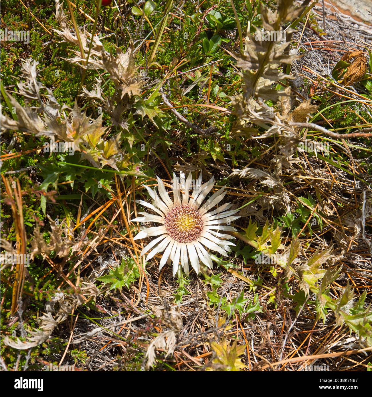 Le chardon argenté (Carlina acaulis) est une plante protégée, originaire des régions alpines de l'Europe centrale et méridionale. Banque D'Images