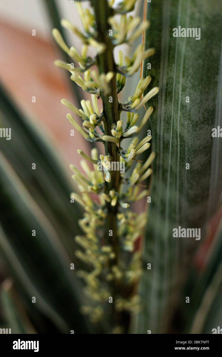 Close up Snake Plant ou Mother in Law's Tongue Blooming, fond pour la publicité et le papier peint dans la nature et la scène estivale. Banque D'Images