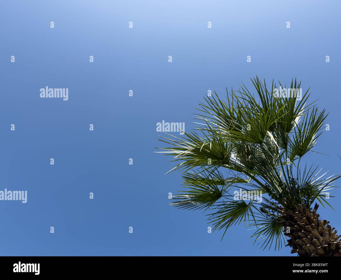 Ciel bleu minimal avec paume tropicale d'angle, design d'espace de copie. Toile de fond propre et naturelle, image verticale. Personne. Concept botanique et de voyage. Banque D'Images