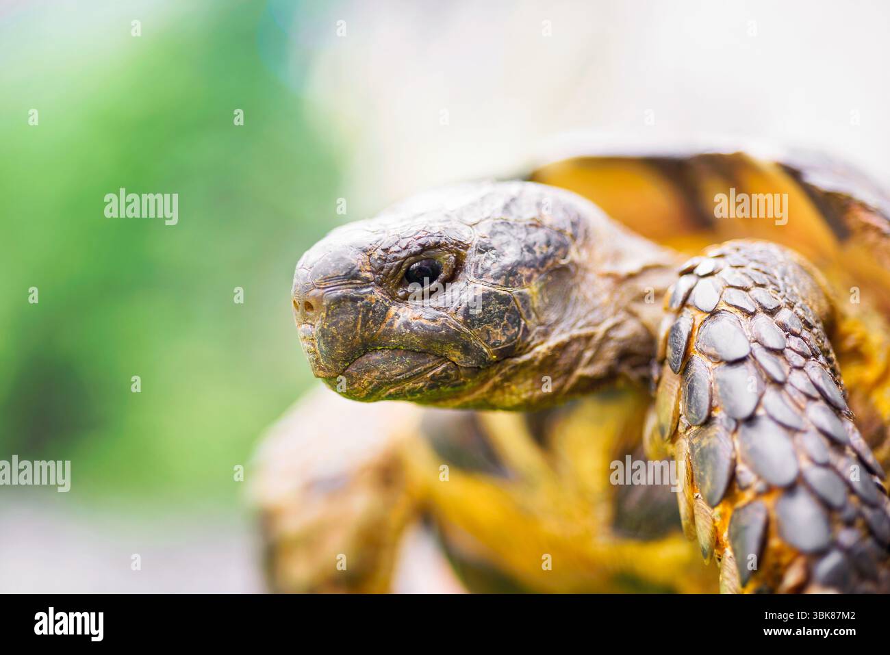 Une vieille tortue (Testudo marginata) Banque D'Images Une vieille tortue (Testudo marginata) Banque D'Images