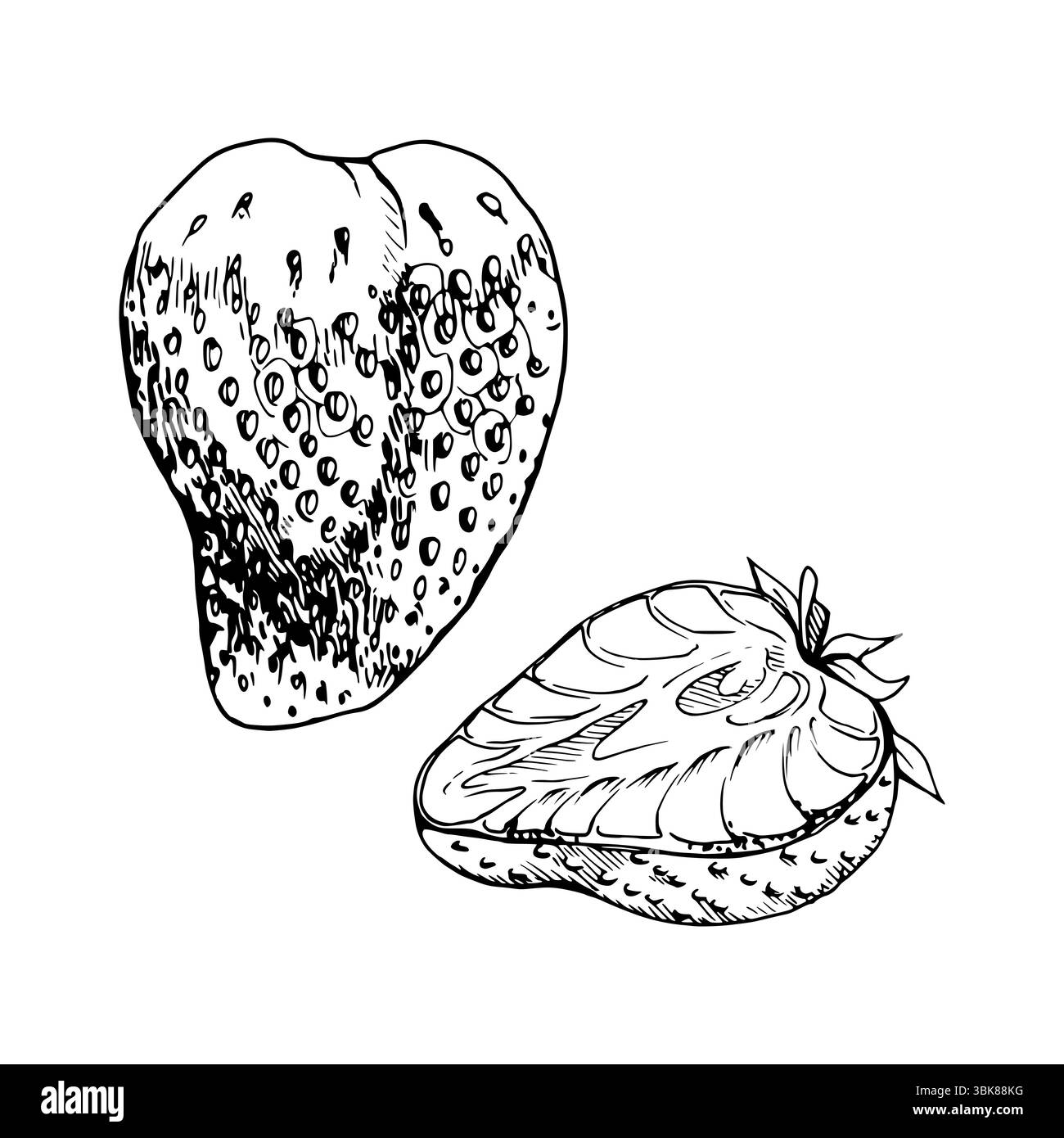 Fraise fruit mûr avec des feuilles couronne pleine et coupée en deux à la main dessinée dans l'encre vectorielle, fraise de jardin. Illustration botanique isolée. Domicile Illustration de Vecteur