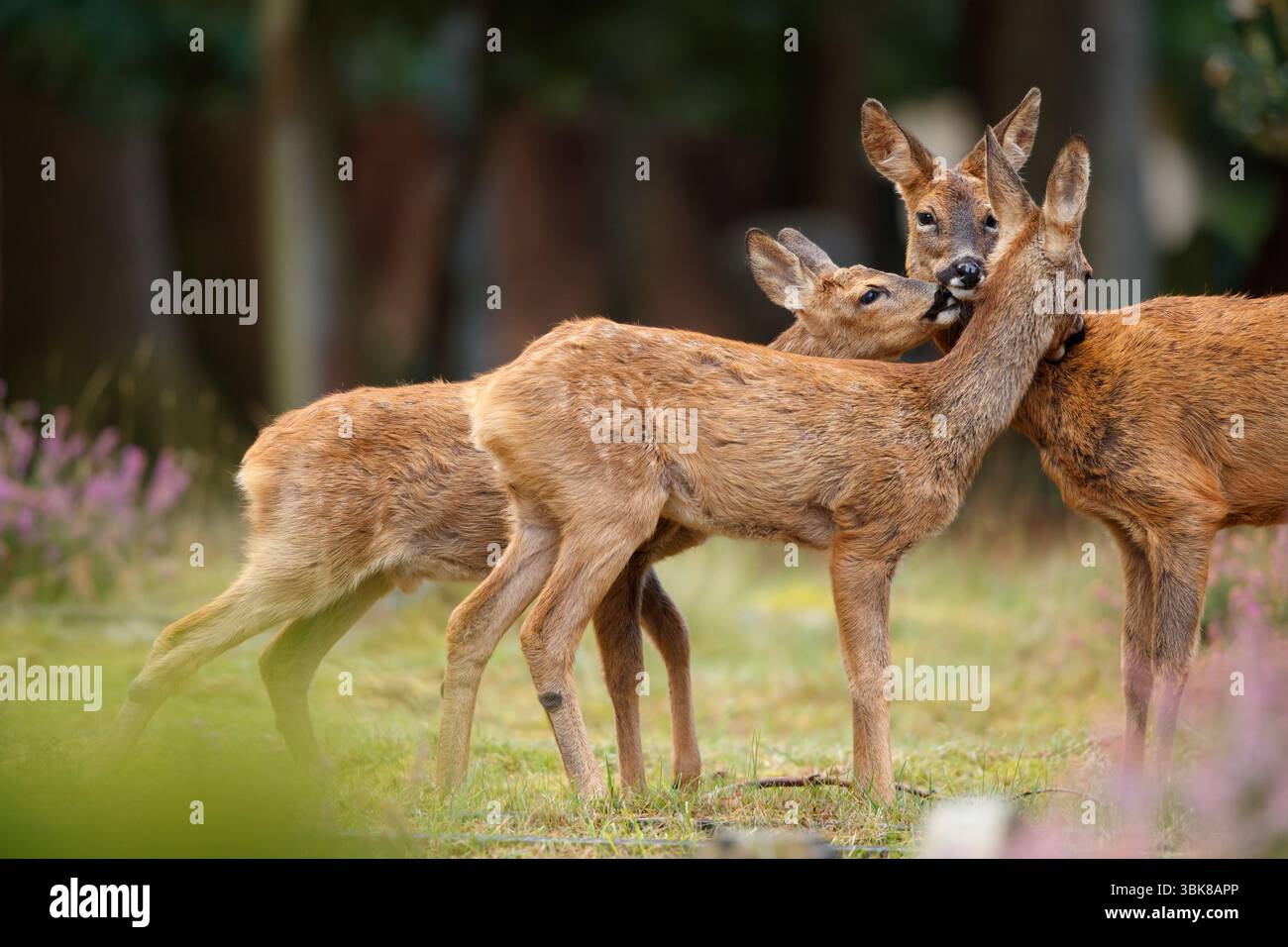 Roe Deer amour de la famille Banque D'Images