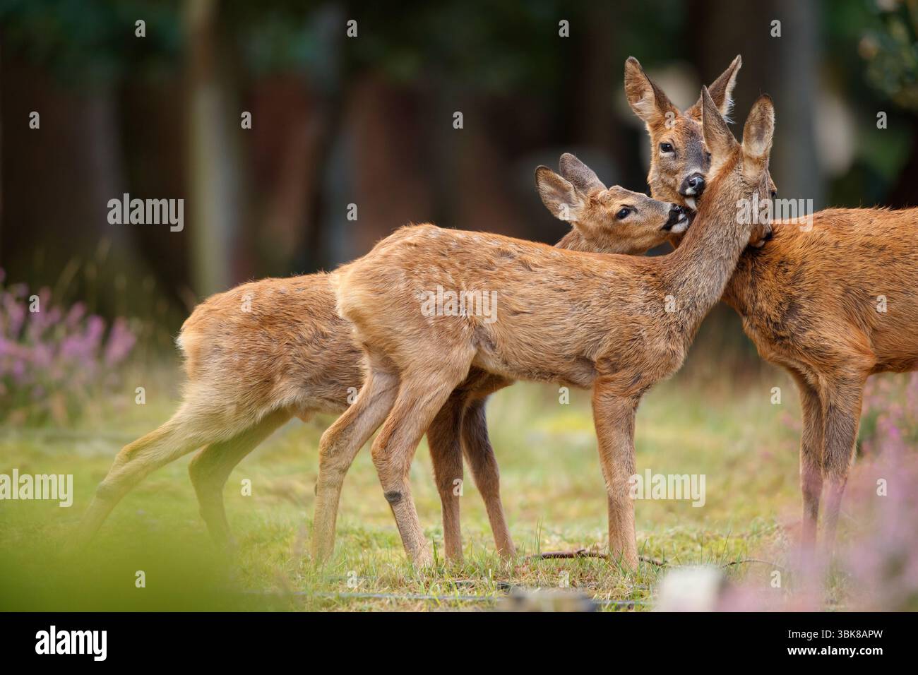 Roe Deer amour de la famille Banque D'Images