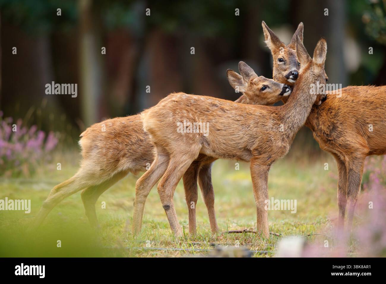 Roe Deer amour de la famille Banque D'Images
