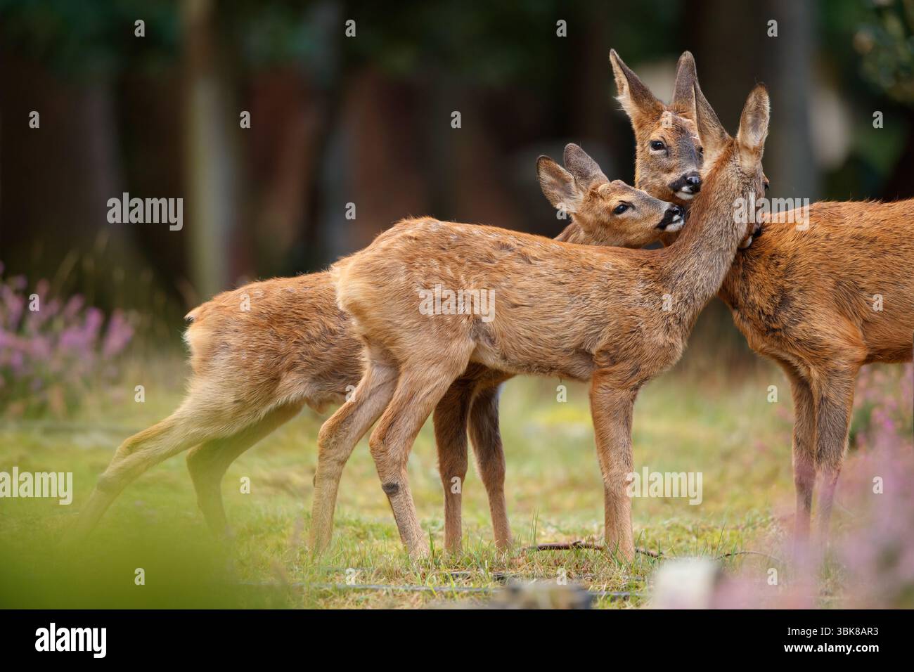 Roe Deer amour de la famille Banque D'Images
