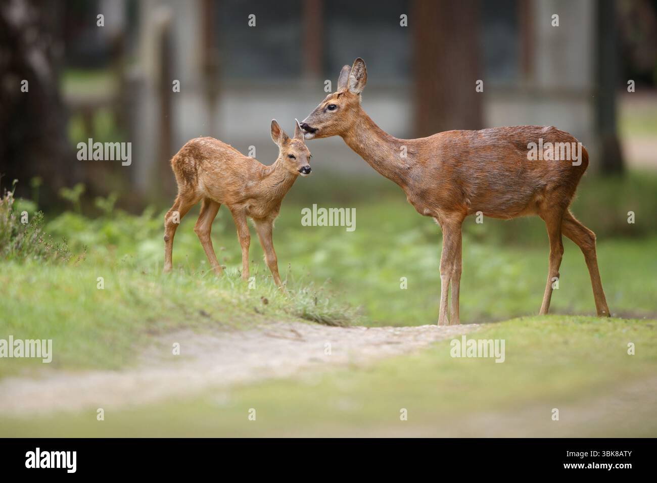 Roe Deer Love Banque D'Images