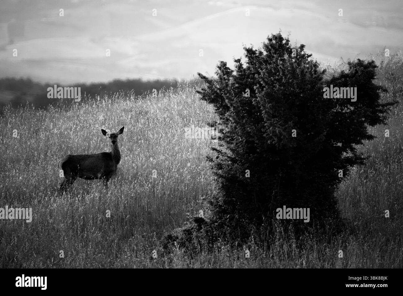 Cerf roé au crépuscule près d'une usine Banque D'Images