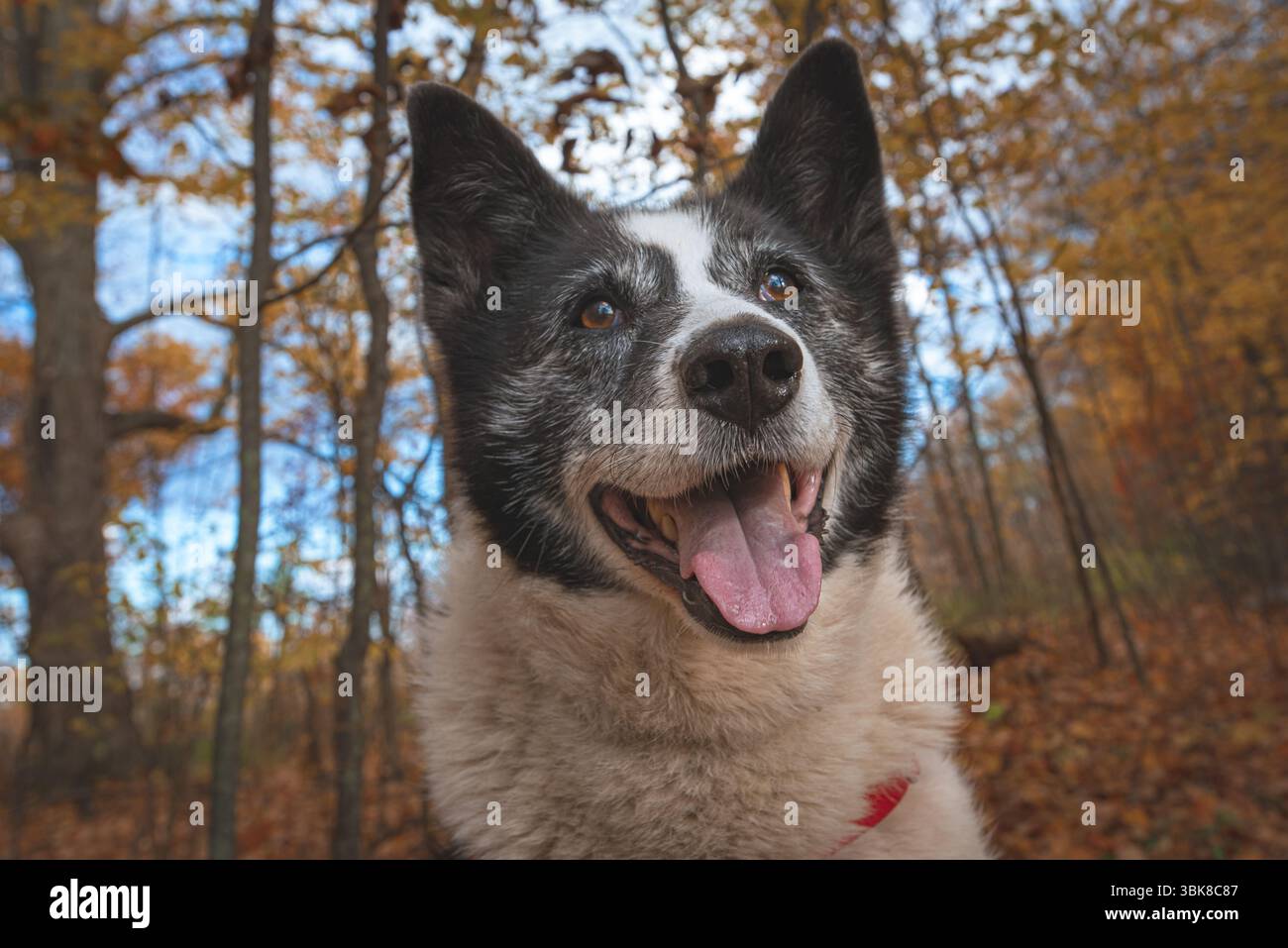 Chien noir et blanc heureux avec oreilles perchées et langue dehors, dans une forêt au feuillage d'automne vibrant. Faible angle vers le haut avec arrière-plan flou. Banque D'Images