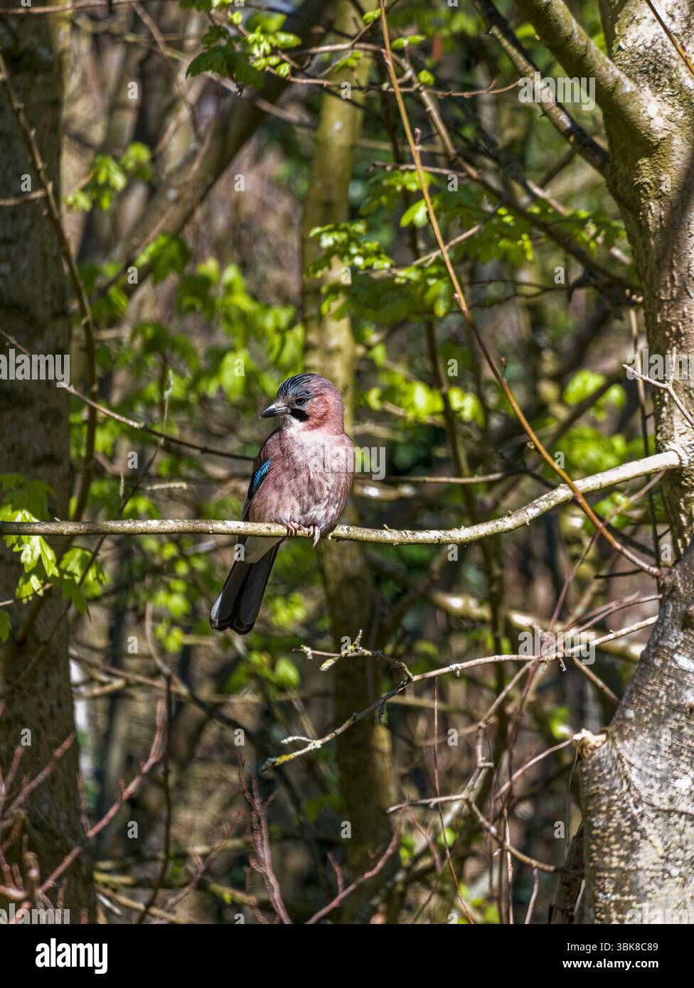 Eurasian jay perché sur une branche dans son habitat d'arbres à feuilles larges dans le Northumberland, au Royaume-Uni, avec un espace de copie. Banque D'Images