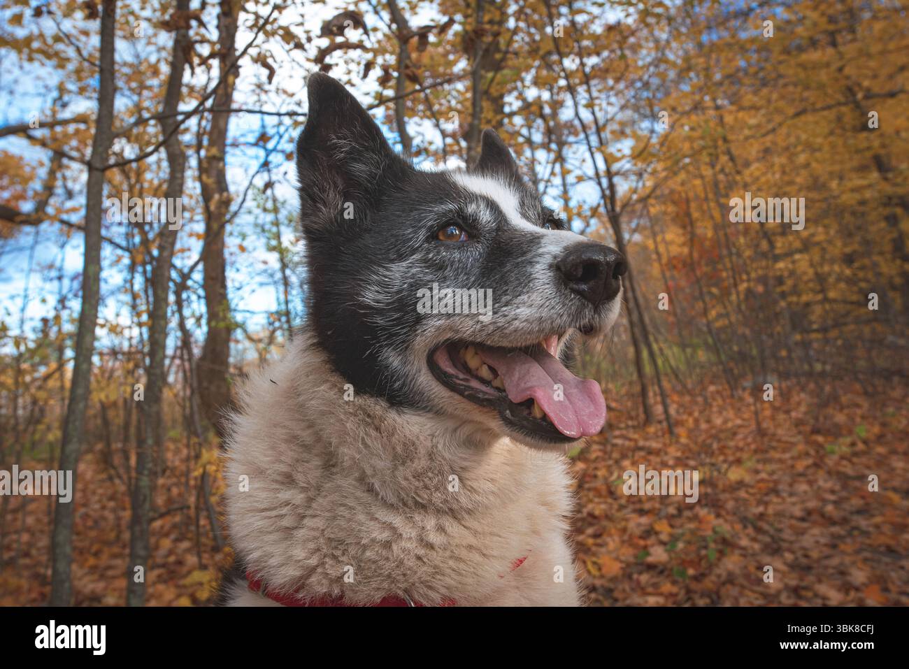 Chien noir et blanc heureux avec oreilles perchées et langue dehors, dans une forêt au feuillage d'automne vibrant. Faible angle vers le haut avec arrière-plan flou. Banque D'Images