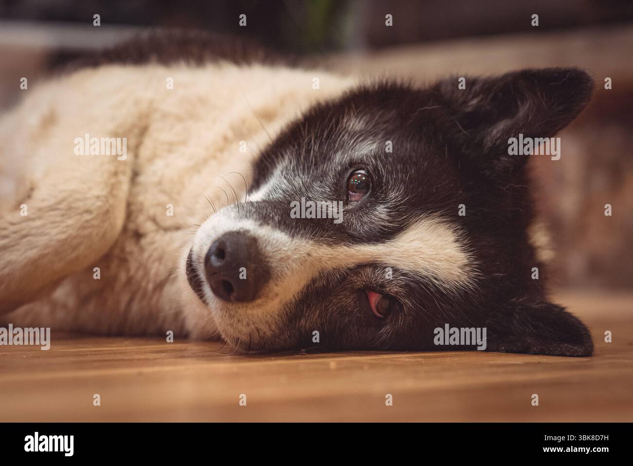 Chien noir et blanc allongé sur un plancher de bois à l'intérieur, regardant vers la caméra. Capturé dans une lumière douce et chaude, montrant une expression paisible et émotionnelle Banque D'Images