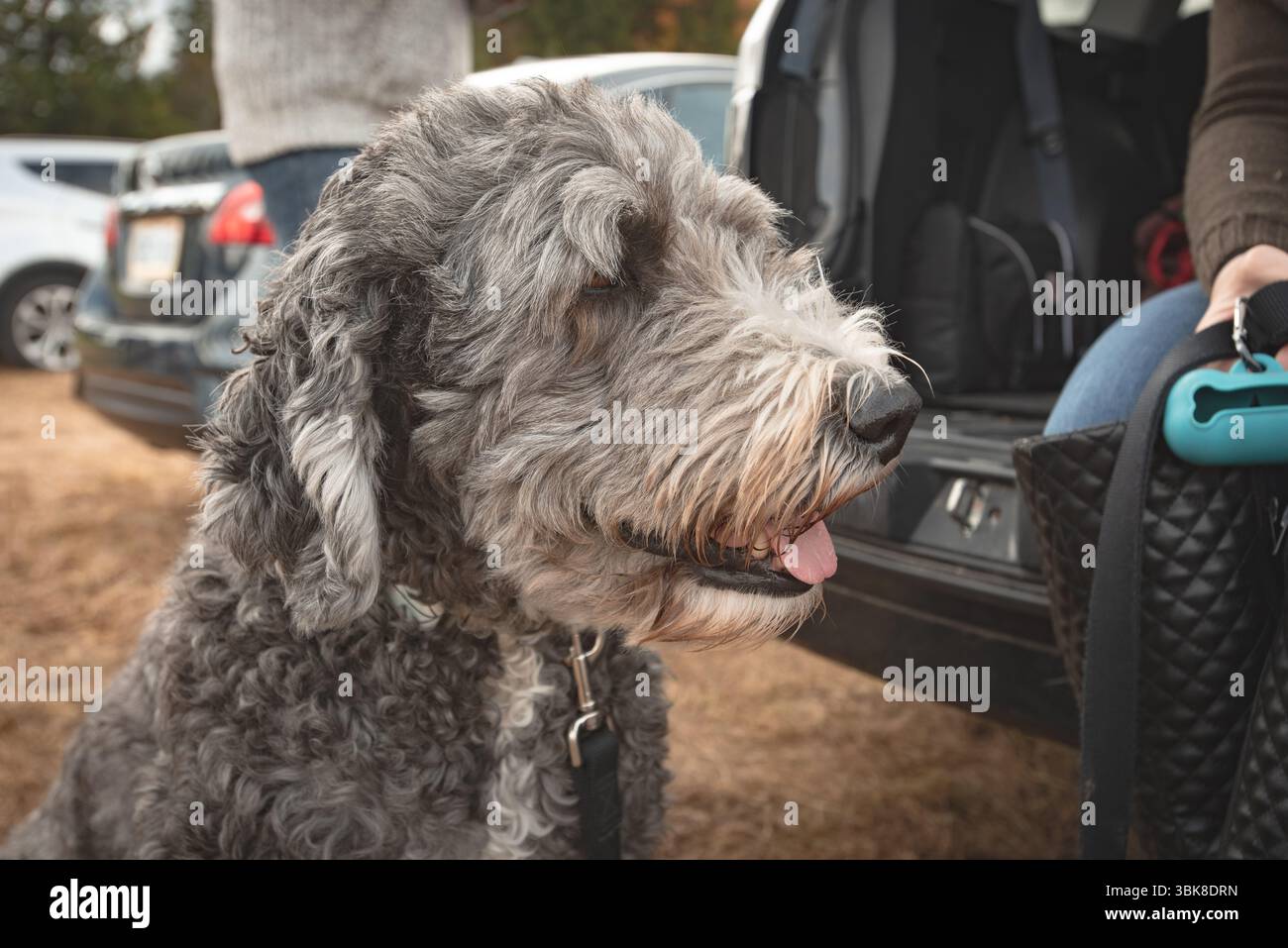 Gros plan latéral d'un chien heureux aux cheveux bouclés à l'extérieur près d'un coffre de voiture ouvert, personnes coupées ou obscurcies, lumière naturelle. Banque D'Images