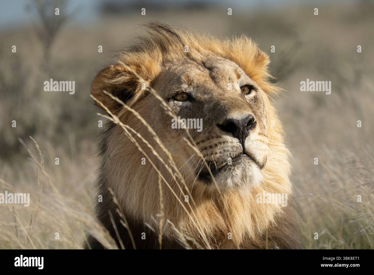 Un portrait saisissant de la tête d'un lion mâle à manteau noir (Panthera leo) regardant vers le ciel avec les yeux grands ouverts et une expression curieuse. Banque D'Images