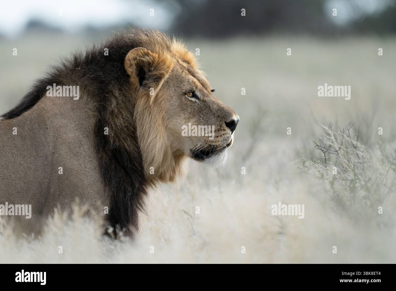 Un lion mâle à manteau noir (Panthera leo) regarde vers la droite tout en se tenant au-dessus de la prairie dans la savane africaine. Prise de vue portrait horizontal. Banque D'Images