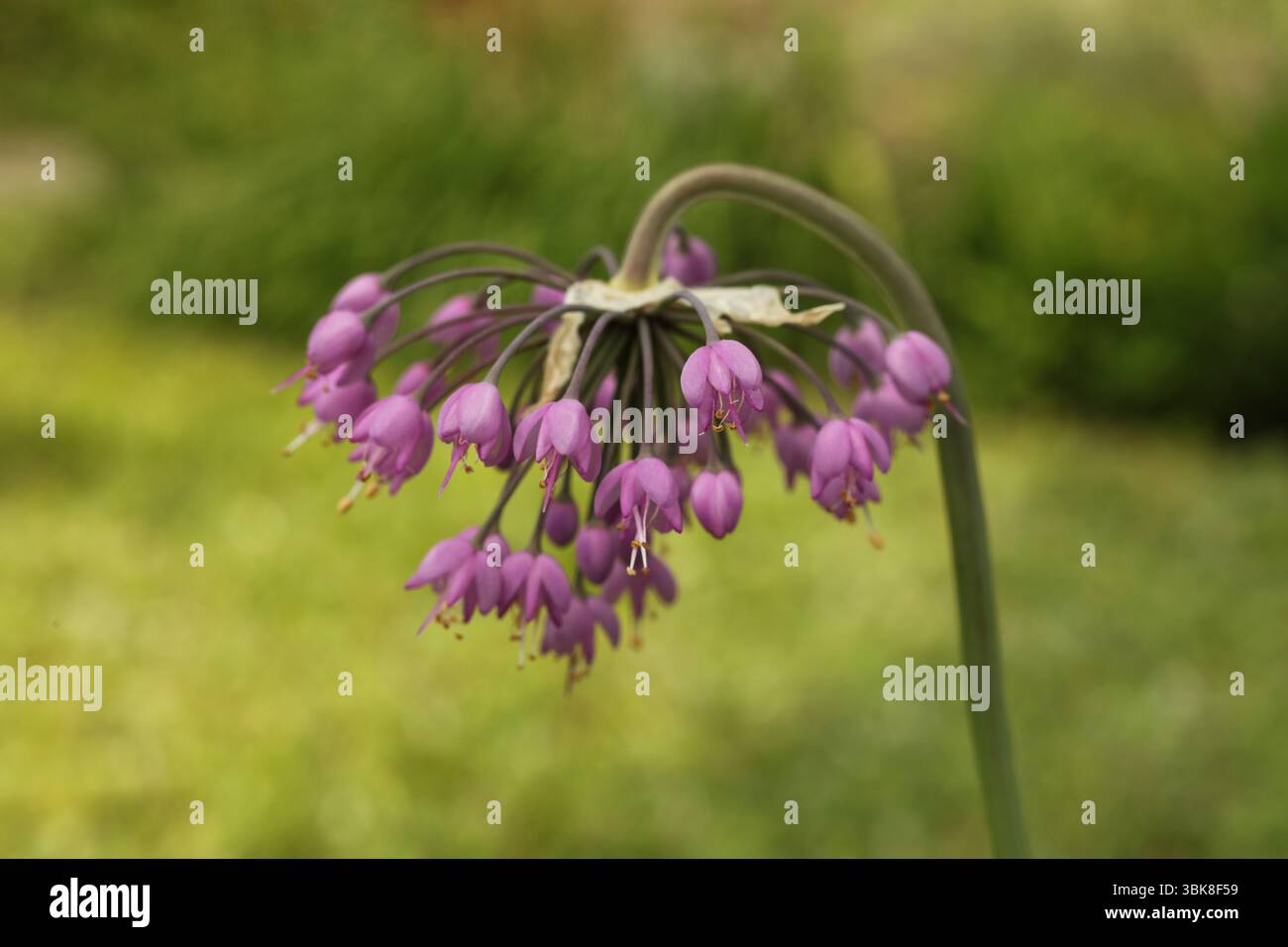 Allium cernuum, connu sous le nom d'oignon hochant ou poireau de dame Banque D'Images