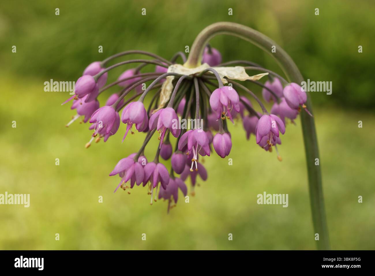 Allium cernuum, connu sous le nom d'oignon hochant ou poireau de dame Banque D'Images