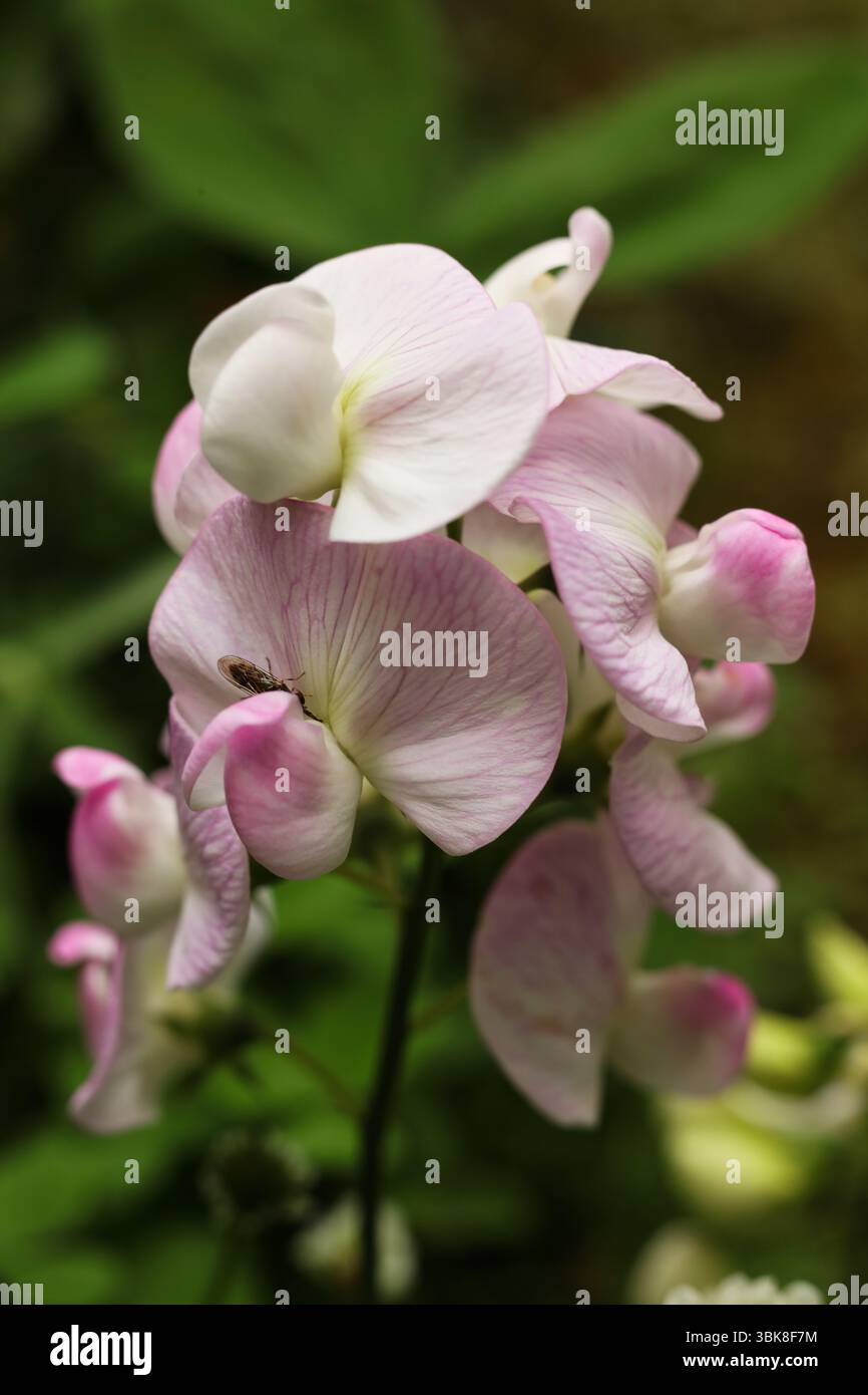 Fleurs de pois doux roses à larges feuilles dans le jardin, gros plan de la photo Banque D'Images
