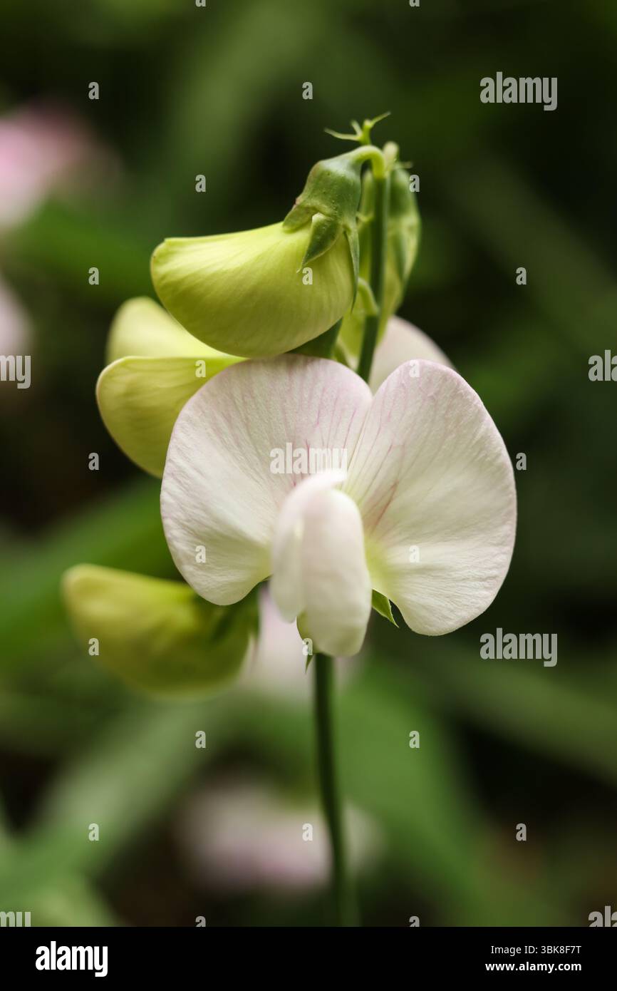 Fleurs de pois doux roses à larges feuilles dans le jardin, gros plan de la photo Banque D'Images