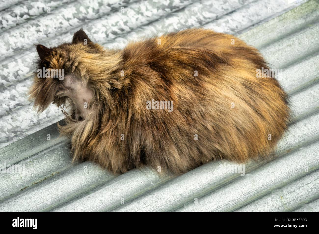 Un chat tabby à poil long, brun et orange est allongé sur un toit en métal ondulé galvanisé. Le chat semble être errant ou sauvage, avec une blessure visible Banque D'Images