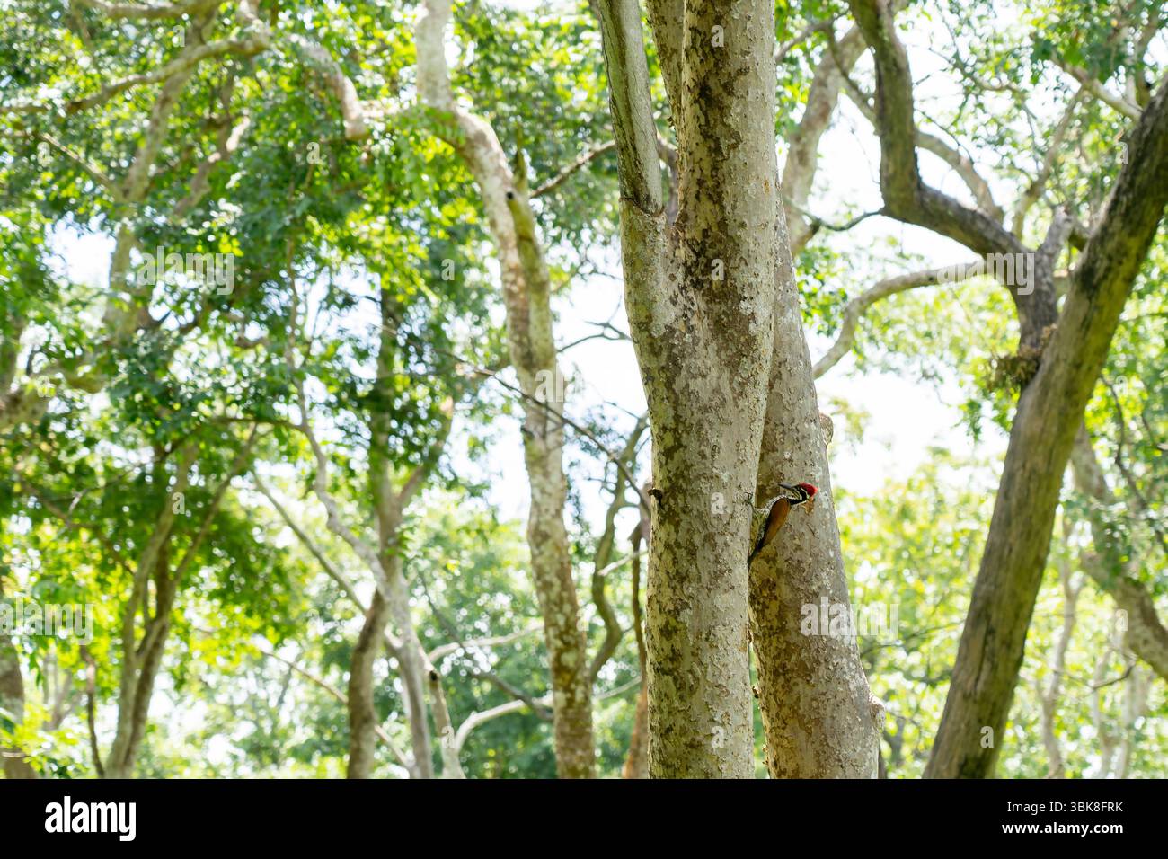 Réserve de tigres de Muthumalai, Tamil Nadu, Inde Banque D'Images