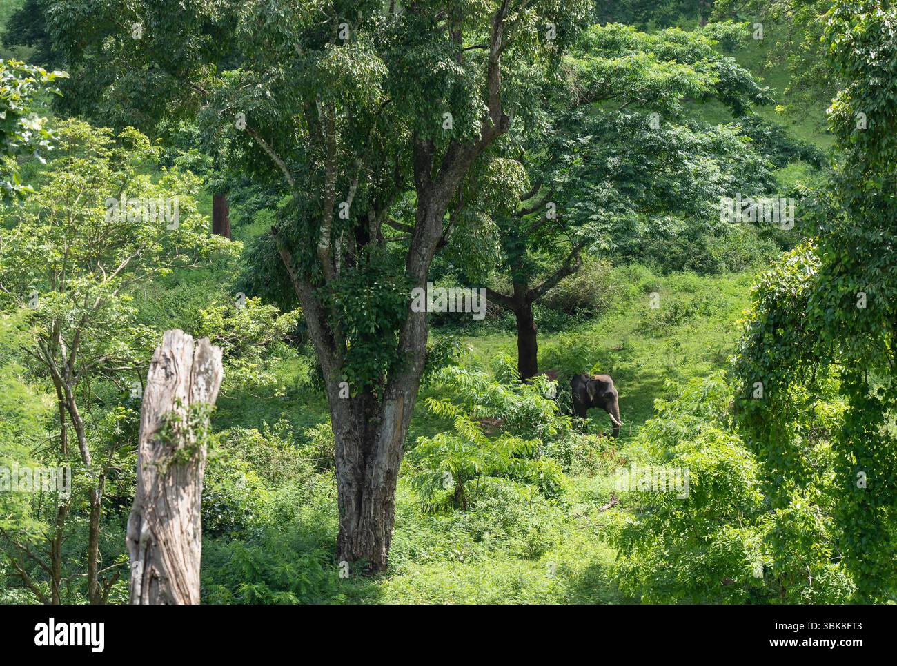 Réserve de tigres de Muthumalai, Tamil Nadu, Inde Banque D'Images