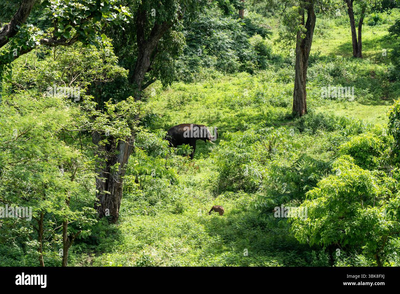 Réserve de tigres de Muthumalai, Tamil Nadu, Inde Banque D'Images