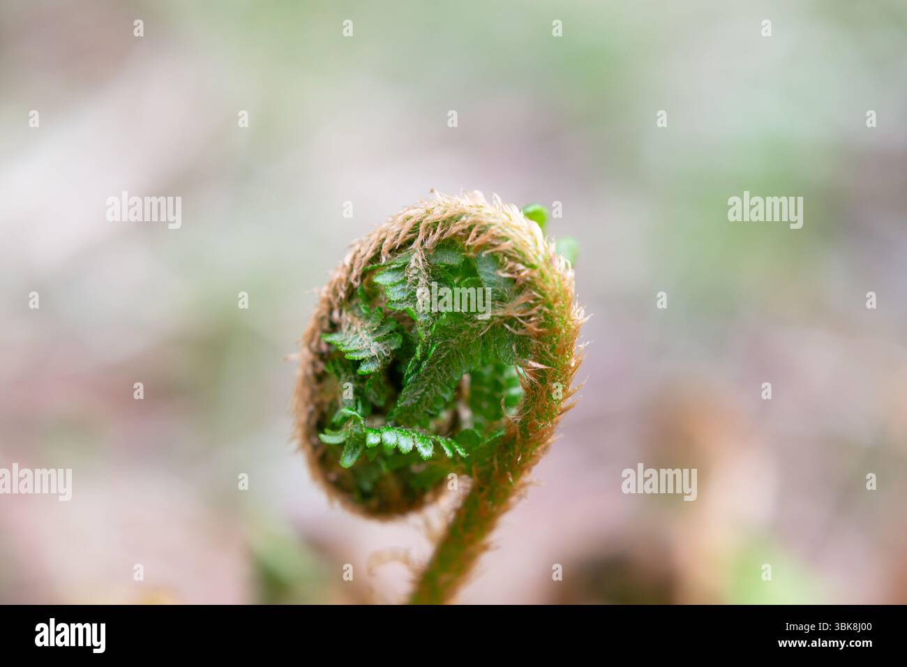 Gros plan feuilles vertes de dérouler la fougère dans la forêt. La petite feuille naissante de la fougère, enroulée en spirale Banque D'Images