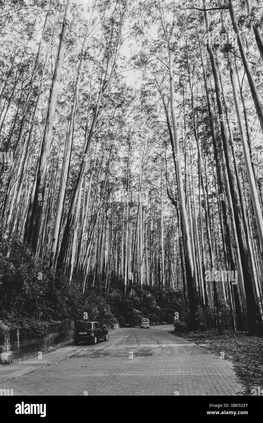 Plantation de thé Devala Hutty dans le Tamil Nadu, Inde. Banque D'Images