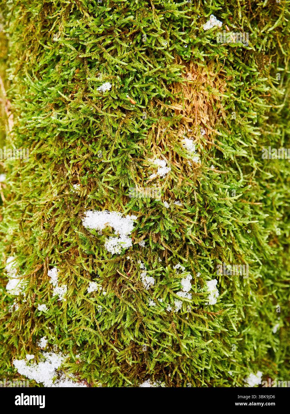 Gros plan de Green Moss avec des patchs de neige fondante sur un tronc d'arbre en hiver Banque D'Images