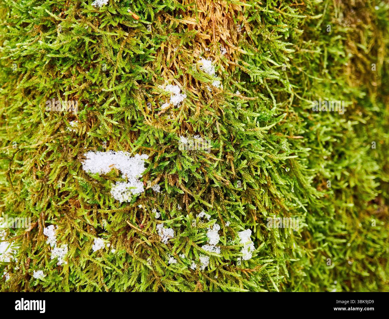 Gros plan de Green Moss avec des patchs de neige fondante sur un tronc d'arbre en hiver Banque D'Images