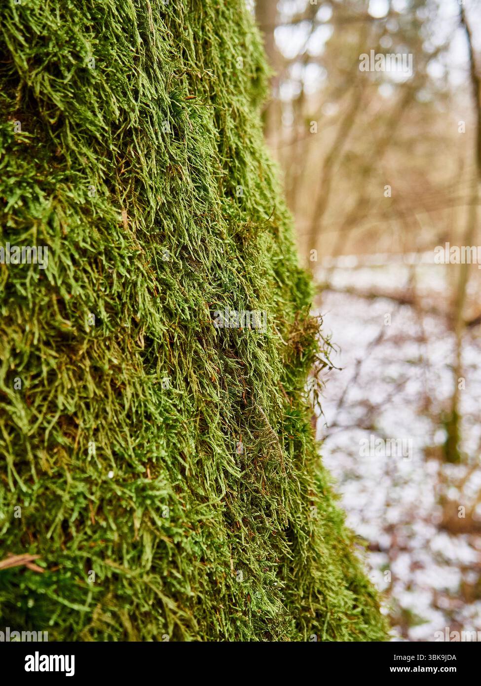 Gros plan détaillé de Lush Green Moss recouvrant un tronc d'arbre en hiver Banque D'Images